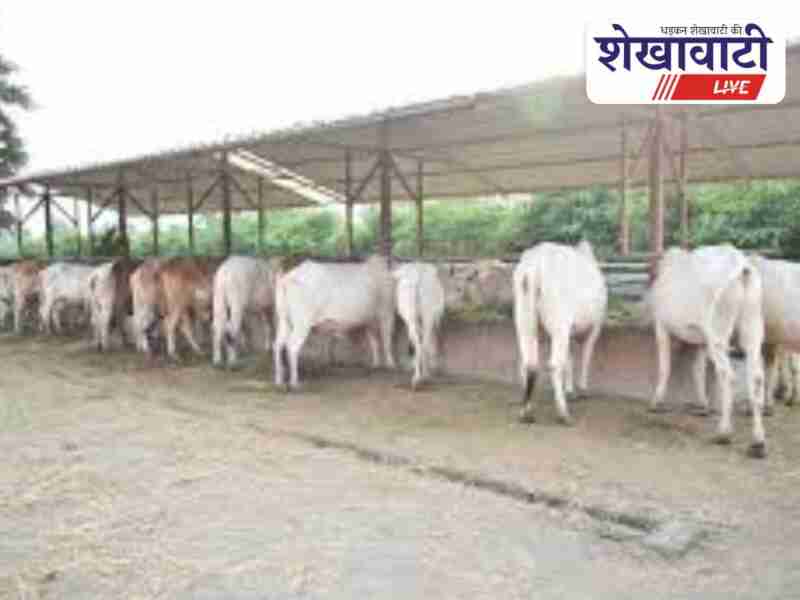 Tender issued to build gaushalas in 104 Churu gram panchayats