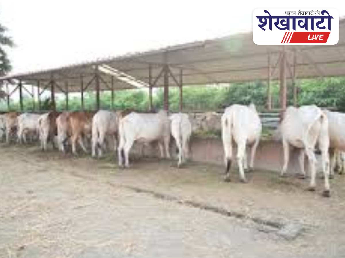 Tender issued to build gaushalas in 104 Churu gram panchayats