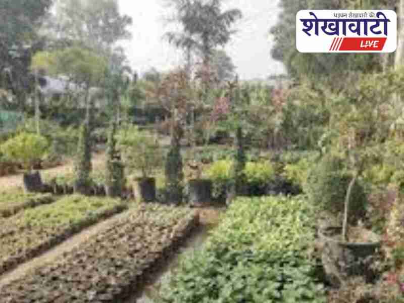 Forest department prepares 21 lakh saplings for Sikar plantation drive