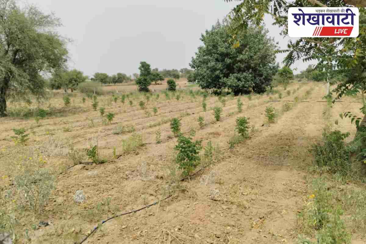 Green fodder plants flourishing on pastureland in Sinhasan village, Sikar district, Rajasthan, developed under MGNREGA scheme.