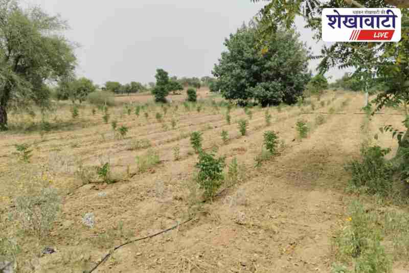Green fodder plants flourishing on pastureland in Sinhasan village, Sikar district, Rajasthan, developed under MGNREGA scheme.