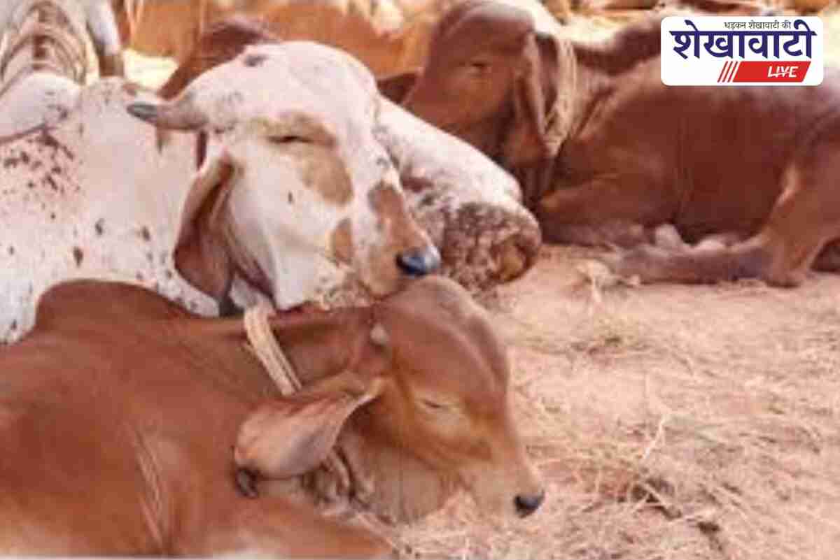 District Collector of Jhunjhunu instructs domestic connections for Gaushalas