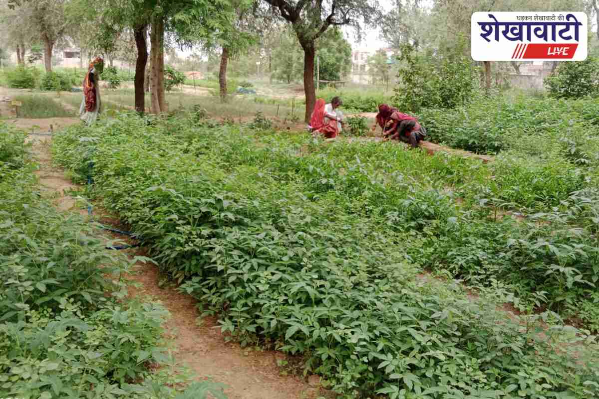 Forest officials inspect plant nursery in Sardarshahar during distribution