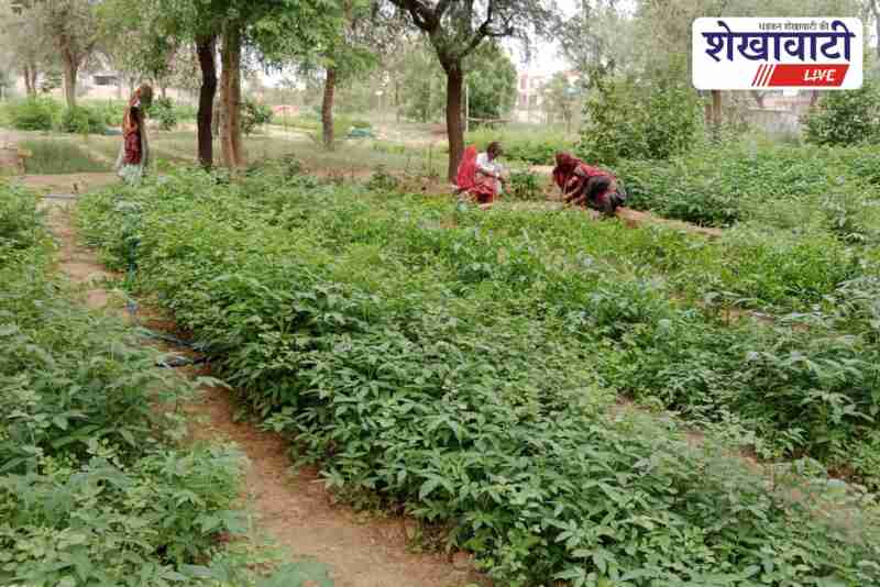 Forest officials inspect plant nursery in Sardarshahar during distribution