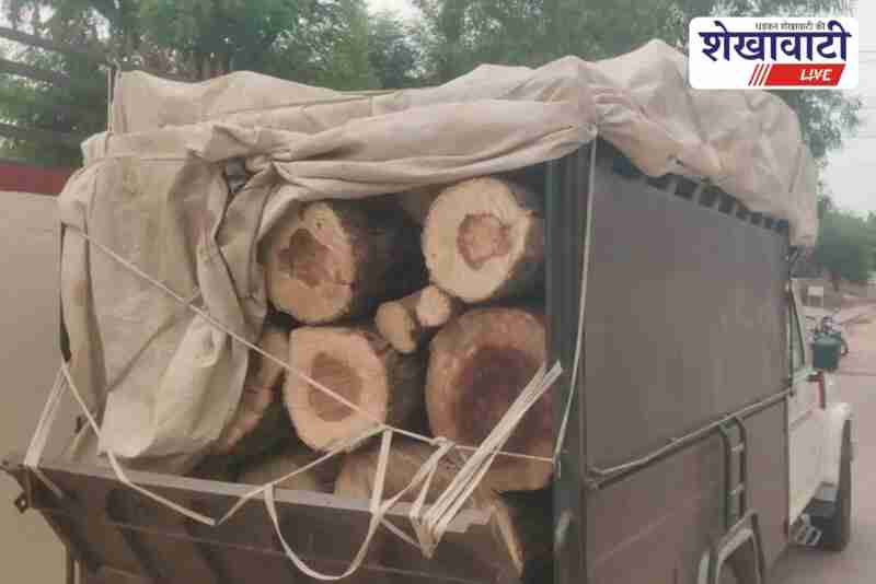Police seizes 3 pickup vans with green wood in Sadulpur, Rajasthan
