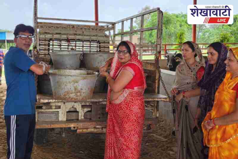 Cow feeding event at Ratangarh Gaushala on Hariyali Amavasya
