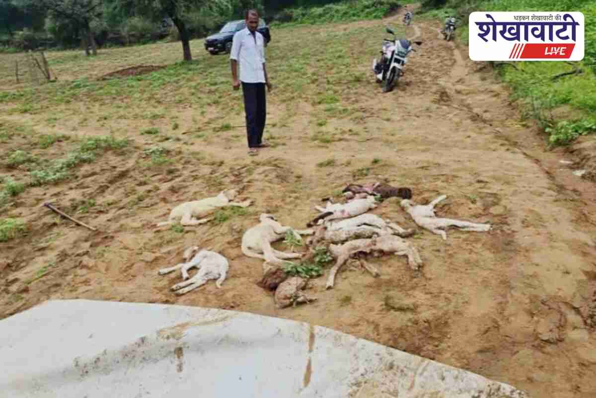 Predator attack kills 26 sheep in Gudha Gaudji, villagers shocked