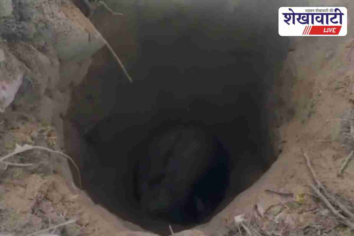 Bull rescued by villagers and team after falling into deep well