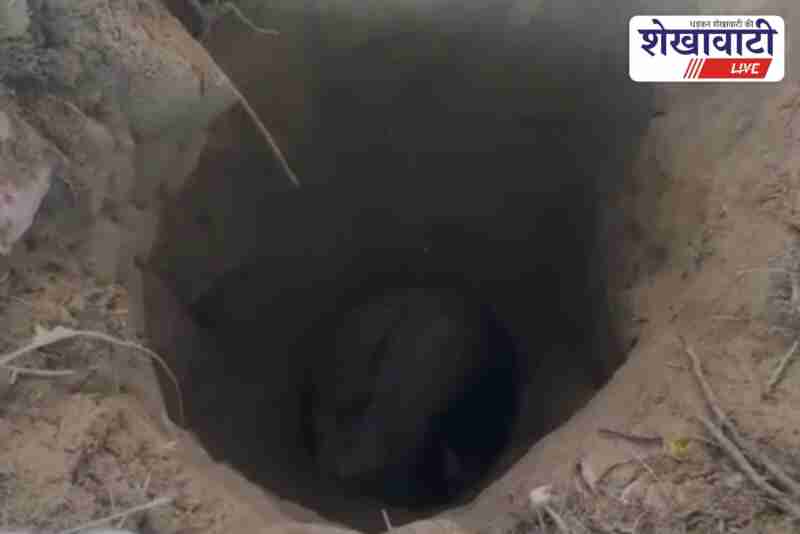 Bull rescued by villagers and team after falling into deep well