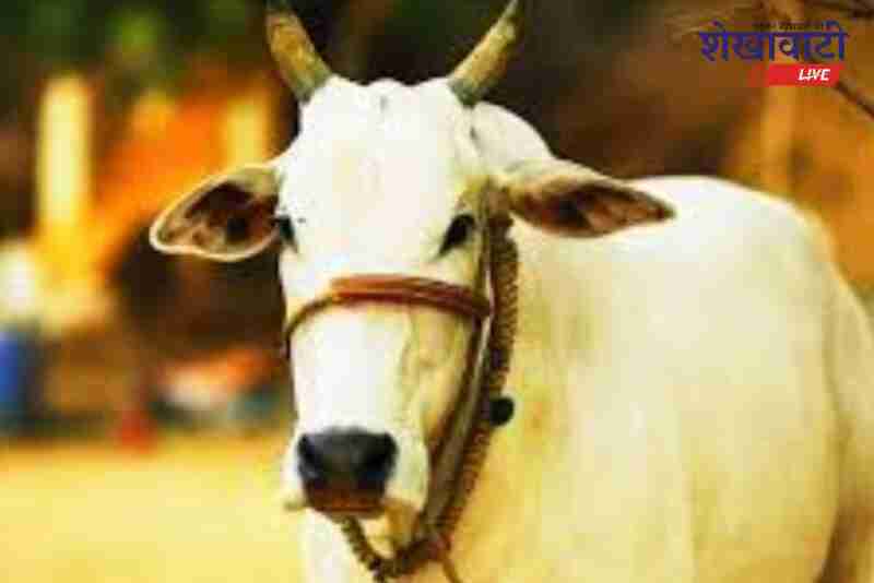 Sikar dairy farmers invited to apply for Gopal Ratna Award
