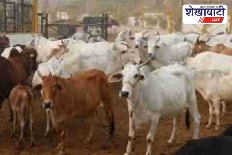 Churu gaushala aid application last date announced by officials
