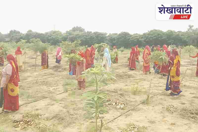 Villagers in Chidawa celebrate Rakshabandhan by tying rakhi to trees