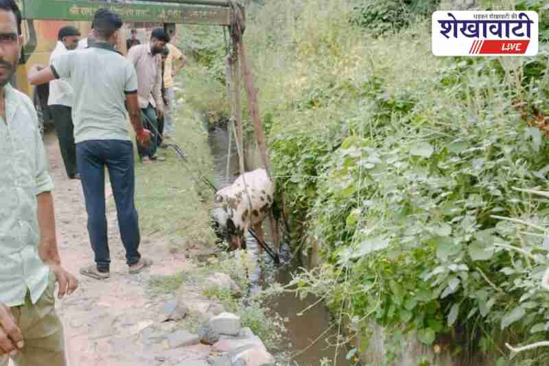 Cow rescued from drain in Jhunjhunu using JCB near hospital