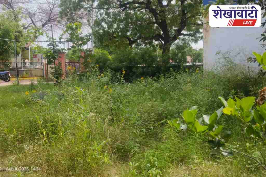 Journalists clean neglected Jhunjhunu PR office park before CM visit