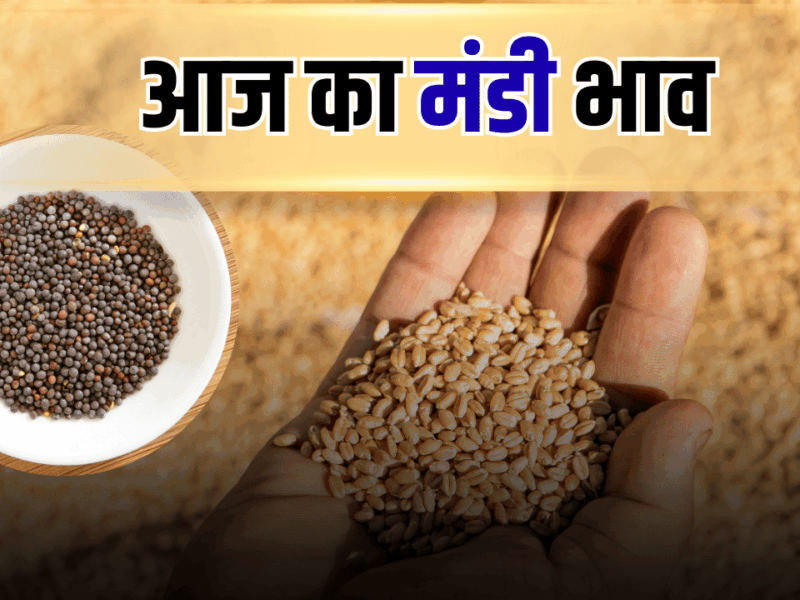 आज 25 सितंबर 2025 के ताज़ा मंडी भाव और खरीद-बिक्री की पूरी जानकारी