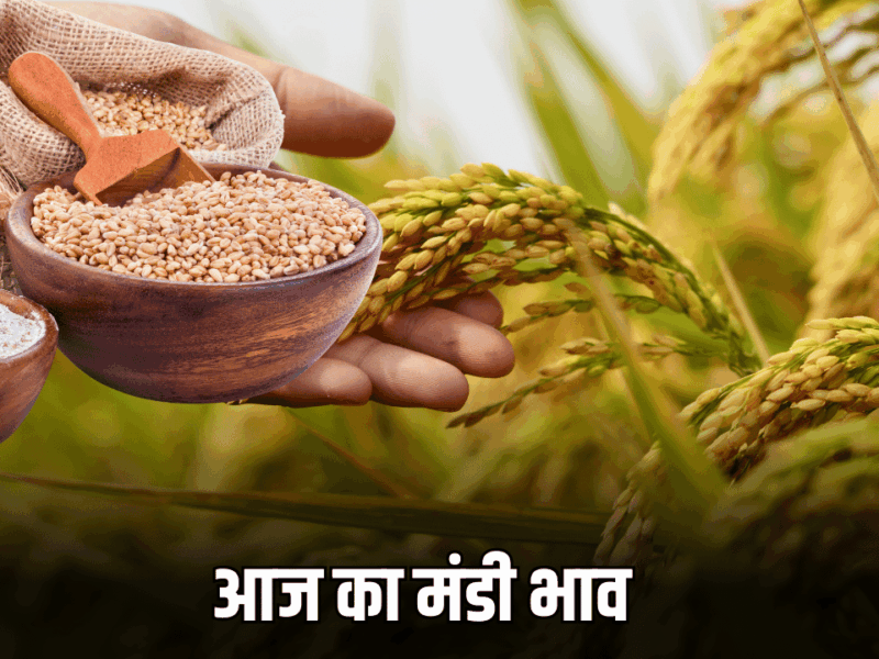 Mandi Bhav : जारी हुए ग्वार, गेहूं, धान, मूंगफली समेत सभी फसलों के भाव, जानिए 17 अक्टूबर का ताजा मंडी भाव