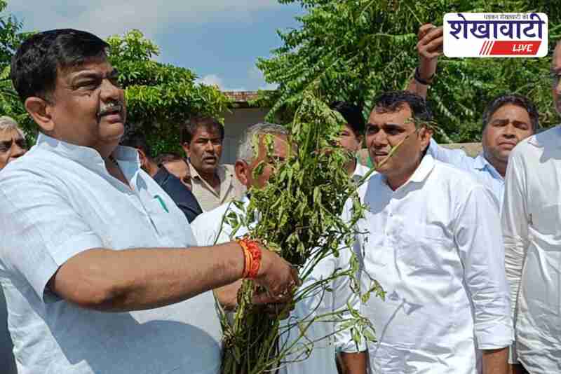 Minister Sanjay Sharma inspecting crop damage due to heavy rains in Sikar