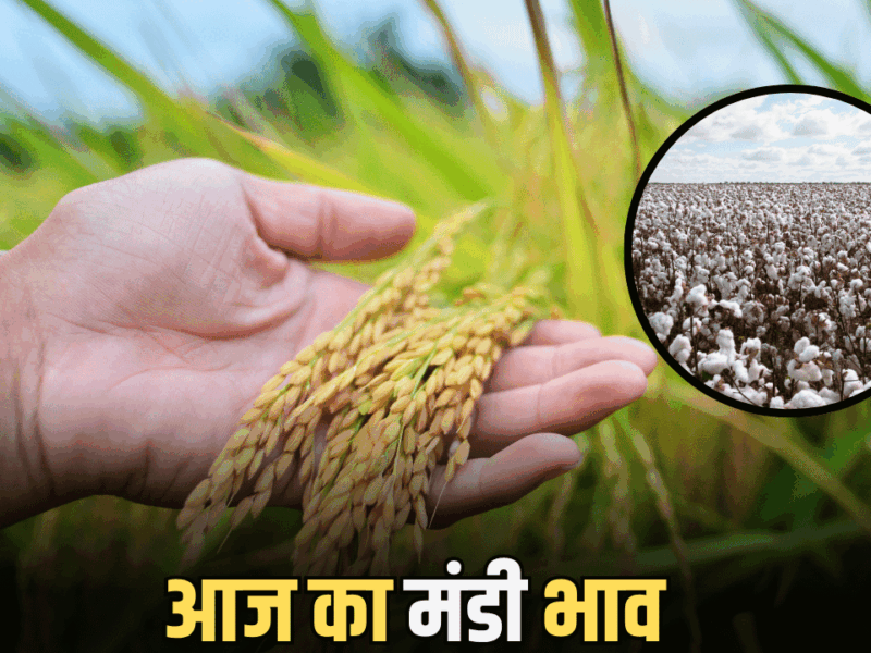 Mandi Bhav: जारी हुए हरियाणा में सभी फसलों के मंडी भाव, जानिए आज किस रेट बिकी नरमा, गेहूं समेत बाकि अनाज