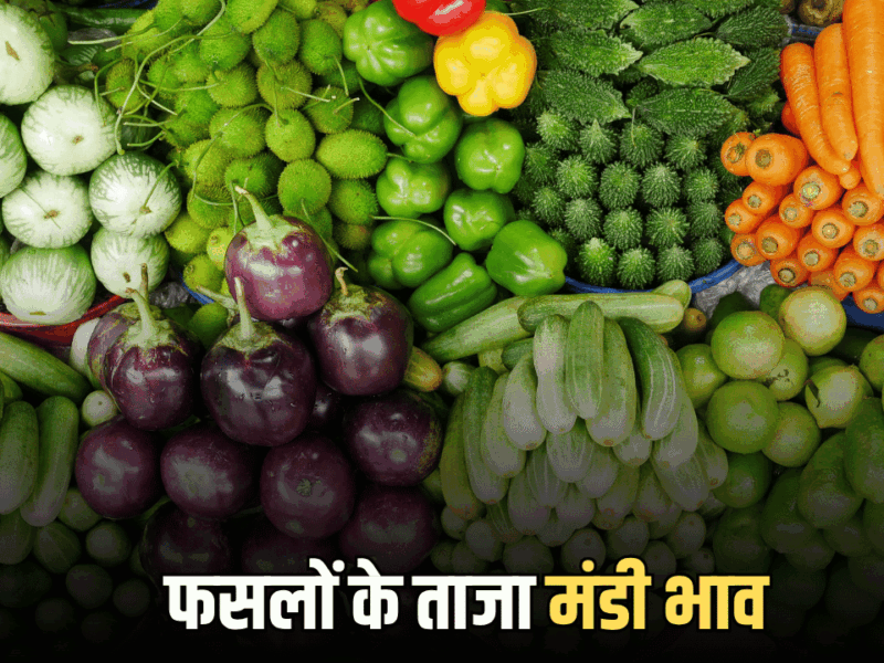 Mandi Bhav: टमाटर गिरा हरी मिर्ची हुई महंगी, जानें आज सभी फसलों के ताजा मंडी भाव