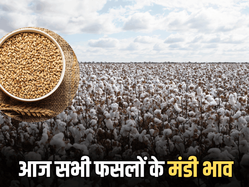Mandi Bhav: गेहूं की कीमतों में जबरदस्त उछाल, सोयाबीन, सरसों और धान मंदा, जानें आज सभी फसलों के मंडी भाव