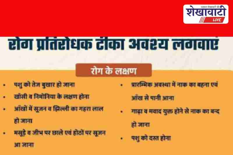 Livestock vaccination campaign in Churu for FMD and PPR prevention