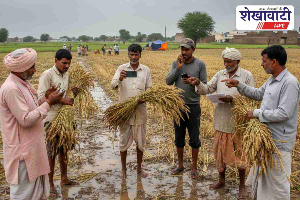 Churu farmers report post-harvest crop damage via toll free number