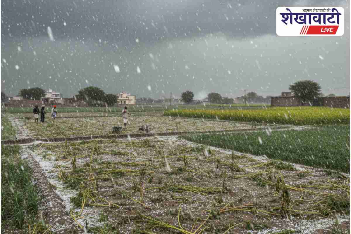 Churu farmers must upload crop damage data for compensation claim
