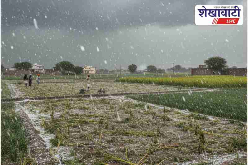 Churu farmers must upload crop damage data for compensation claim
