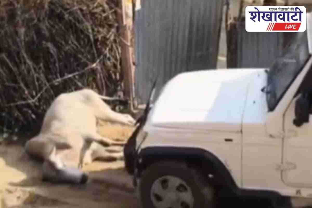 Sikar locals protest after bull crushed by car, one detained