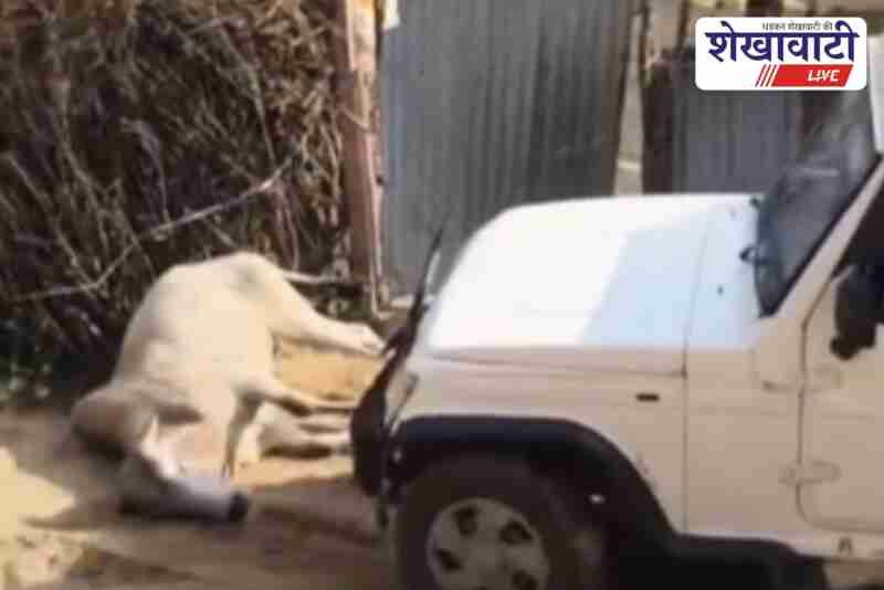 Sikar locals protest after bull crushed by car, one detained