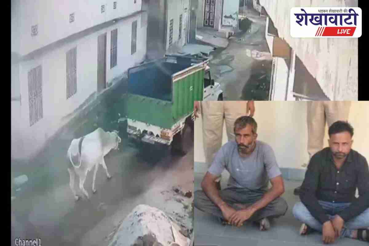 Police arrest two accused in cow dragging case in Sikar