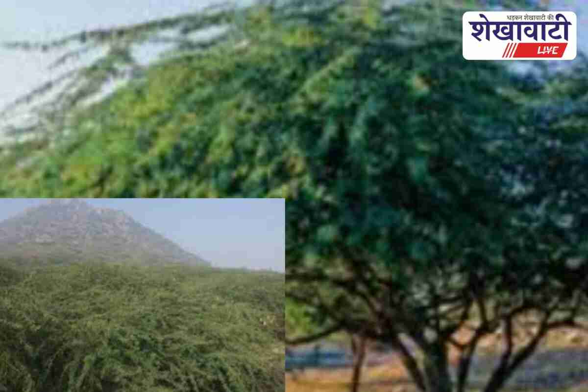 Rajasthan government launches plan to eradicate invasive Vilayati Babool