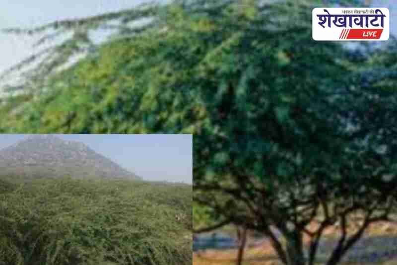 Rajasthan government launches plan to eradicate invasive Vilayati Babool