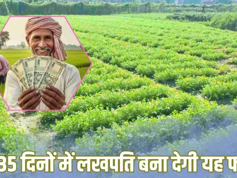 Coriander Farming Tips: मात्र 35 दिनों में बना है मालामाल तो इस फसल की करें खेती, लागत से अधिक होगा मुनाफा