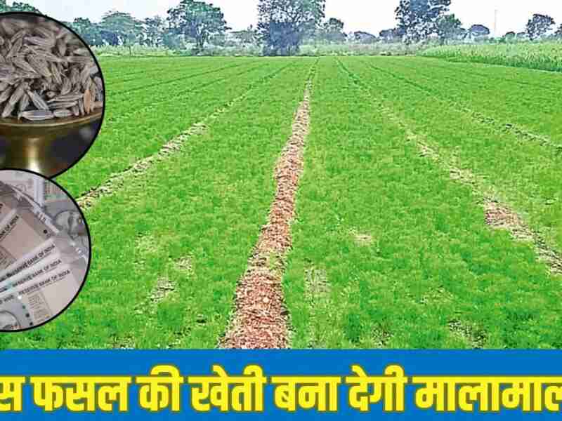 ये पौधा नही पैसों की मशीन है, इसकी खेती कर चंद मीना में बन सकते हैं धनवान, मार्केट में हमेशा बनी रहती है इसकी मांग