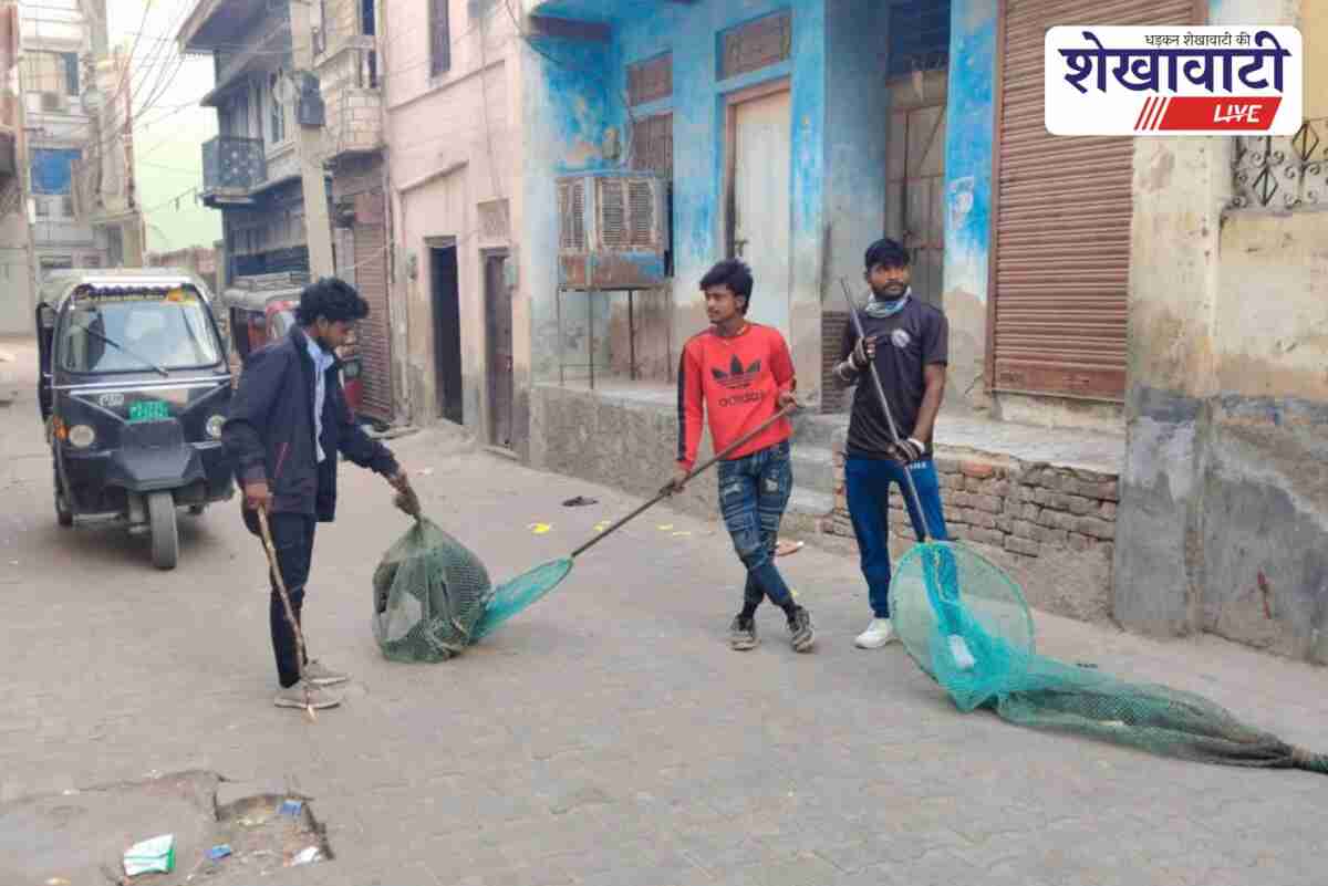 Sikar stray dog sterilization under ABC campaign, dogs handled safely