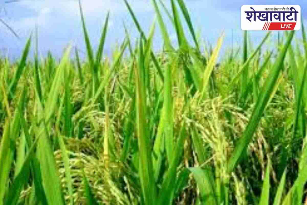 Farmers in Rajasthan to get relief after kharif crop loss