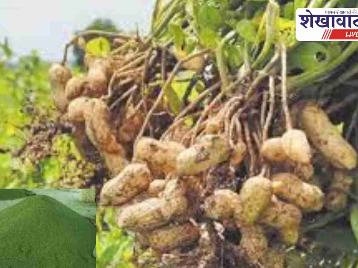 मूंग-मूंगफली खरीद 24 नवंबर से शुरू, पंजीकरण जारी