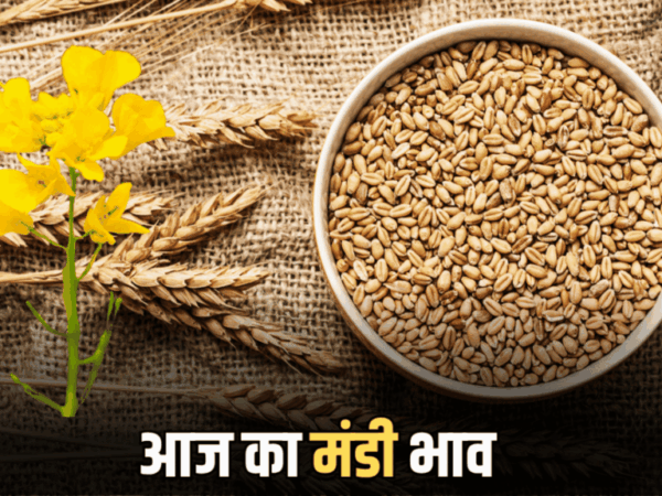 Mandi Bhav : धान, गेहूं व लहसुन में तेजी, जानिए आज किस रेट बिकी राजस्थान के कोटा में सभी फसलें