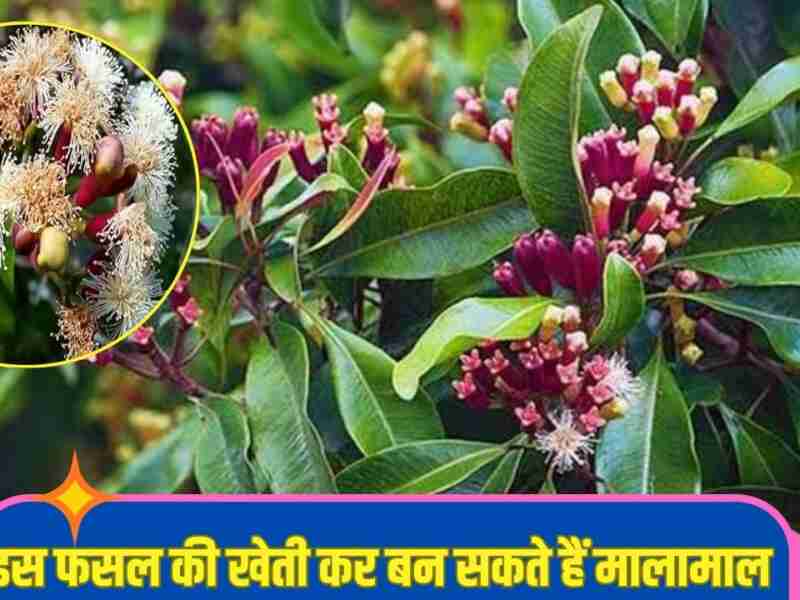 एक बार अपने खेत में लगा ले ये फसल, कई सालों तक होगी लगातार कमाई, चंद सालों में बन जाएंगे मालामाल