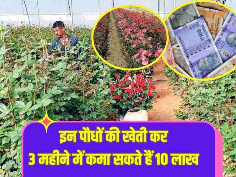 इस फसल की खेती कर तीन महीने में 10 लाख तक की कमाई, घर बैठे बनेंगे मालामाल, सरकार भी करेगी मदद
