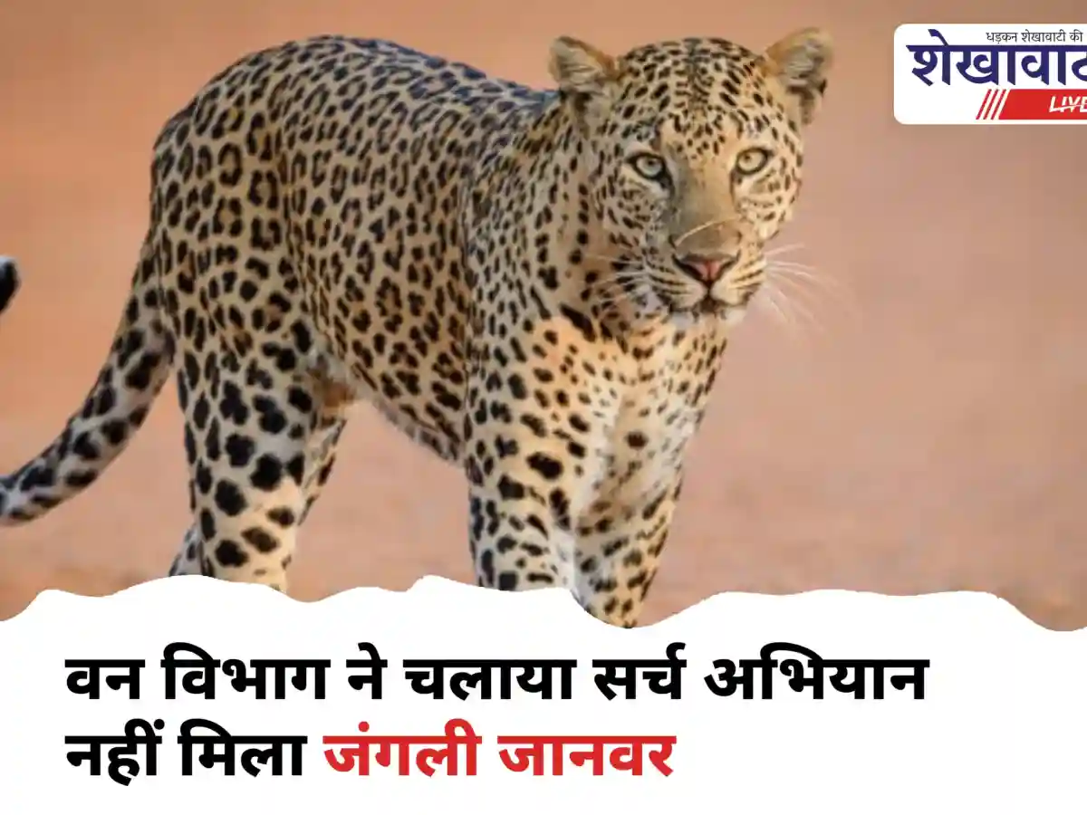 चूरू में लेपर्ड मूमेंट: वन विभाग ने चलाया सर्च अभियान