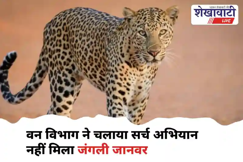 Churu forest officials search | चूरू के जंगल में लेपर्ड पदचिन्ह खोज अभियान जारीleopard footprints, locals advised caution
