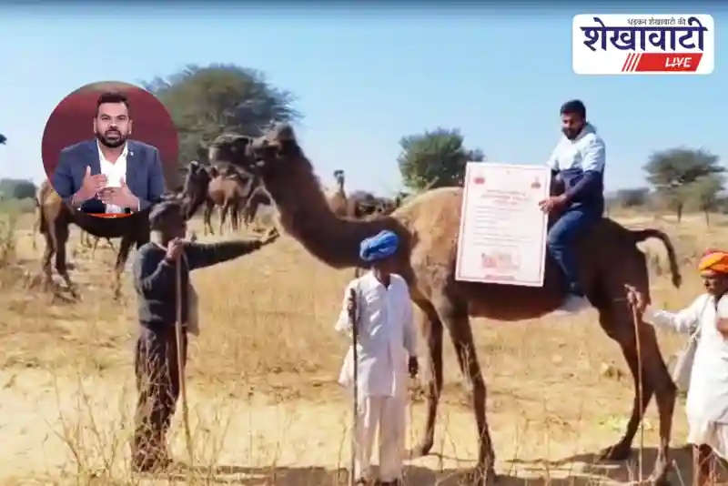 Veterinary officer promoting Mangla Pashu Bima riding camel in Khetri | खेतड़ी में ऊंट पर बैठकर मंगला पशु बीमा का प्रचार