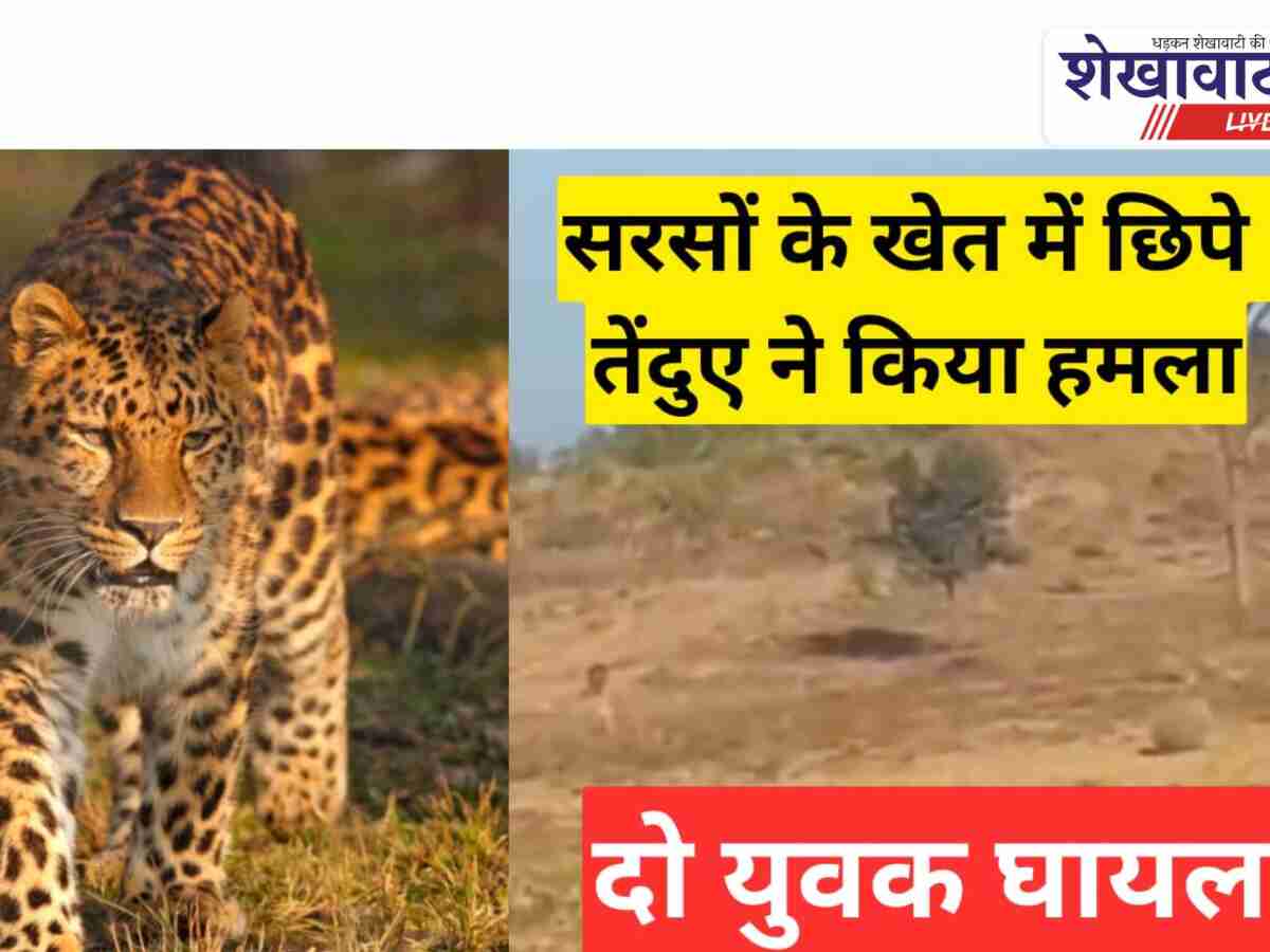 Video News: सरसों के खेत में छिपे तेंदुए ने दो युवको पर किया हमला