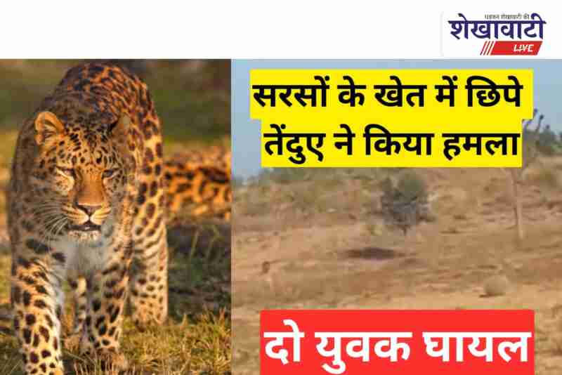 Leopard attack in mustard field injures two youths in Churu