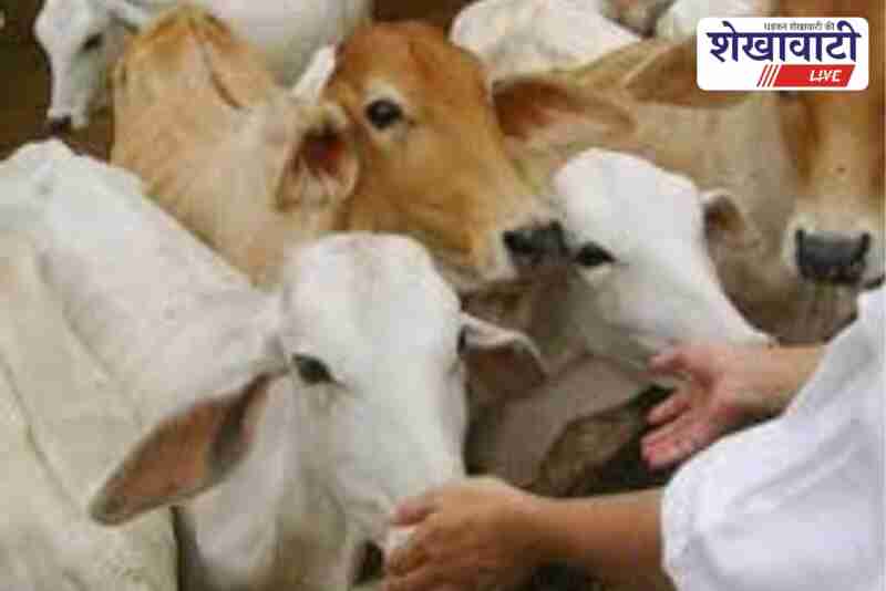 Churu district organizes cow service and worship program