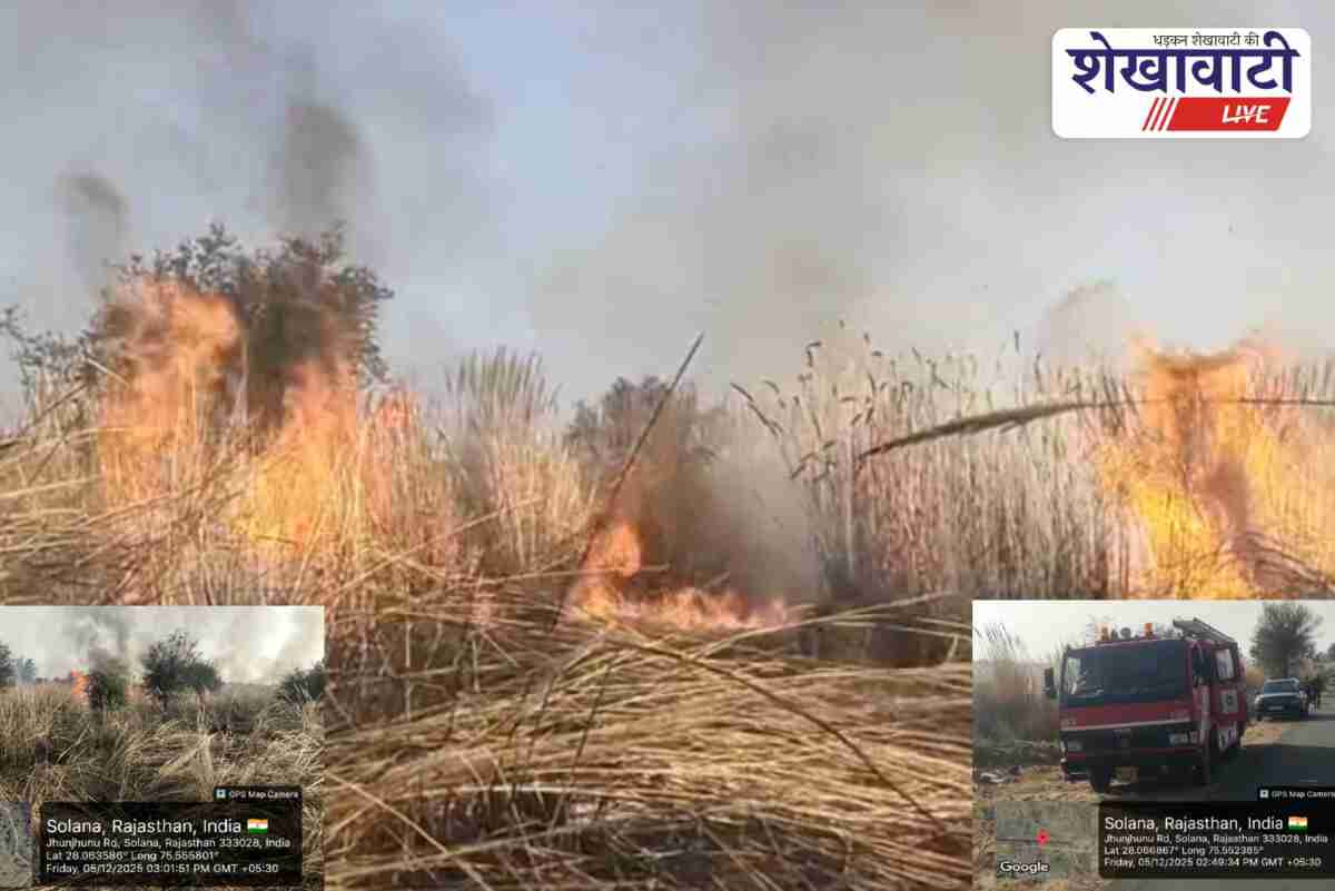 Forest fire destroys plantation area in Solana Jhunjhunu region