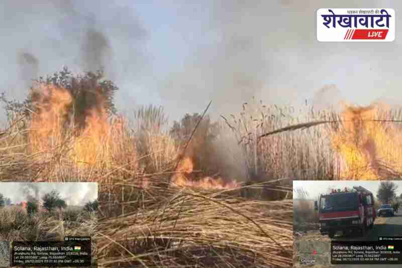 Forest fire destroys plantation area in Solana Jhunjhunu region