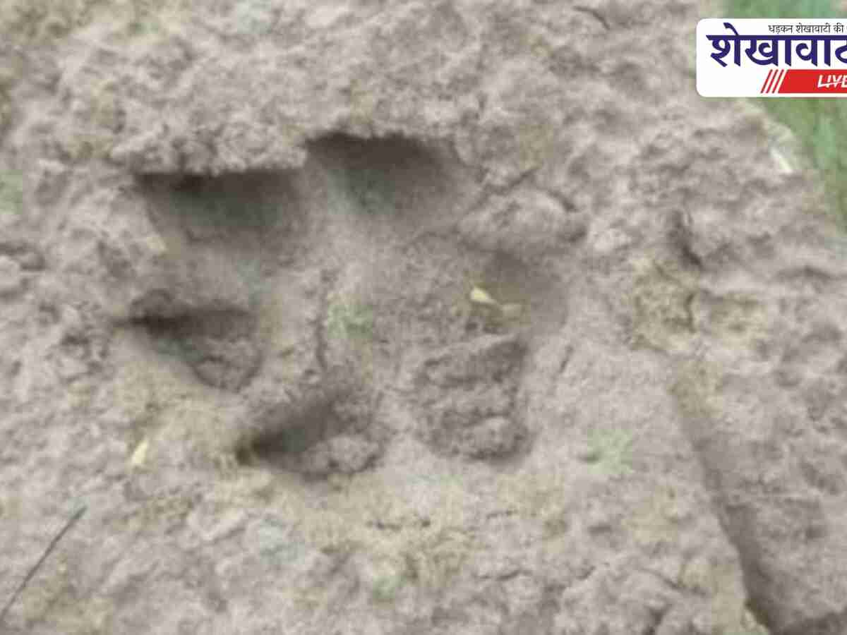 Sikar: लेपर्ड का आतंक, बछड़े का शिकार; वन विभाग अलर्ट